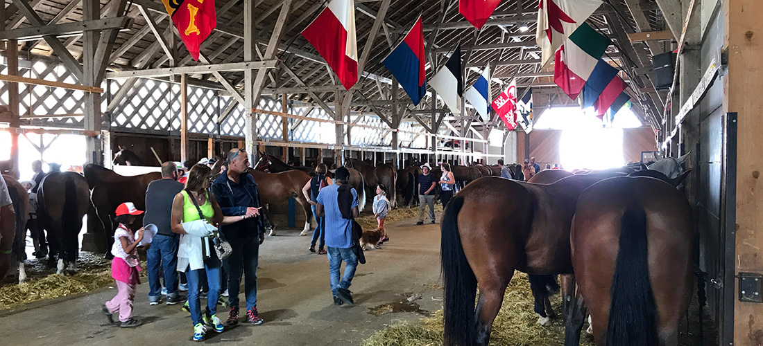 grande-halle-des-chevaux_marche-concours-2017_IMG_6385